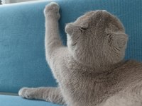 7 aylık dişi kedime çiftleşmek için eş arıyorum