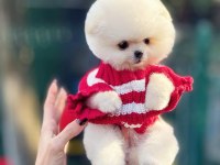 ALBİNO BEMBEYAZ FİNCAN BOY POMERANİAN BOO