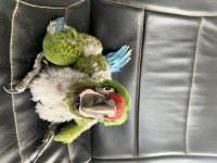 EL BESLEME MİLİTARY MACAW