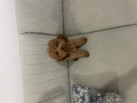 Acil yuvalandırma poodle köpeğimiz