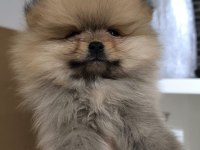 Pofuduk Pomeranian Minişler