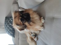 Pekinez cins köpekler acil yuva aranıyor