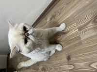 Exotic Shorthair 4 Yaşında