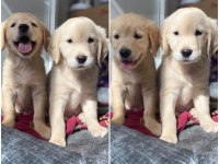 SAFKAN BABY FACE (BEBEK YÜZ) GOLDEN RETRİEVER PUPPY