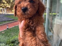 Toy poodle 2 erkek