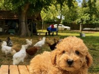 MALTİPOO ÜST DÜZEY ERKEK YAVRUMUZ