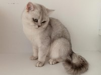 Kızımız scr li british shorthair