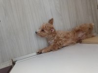 6 aylık maltipo yavru