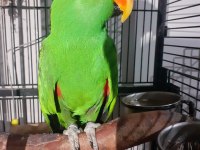 KOLEKSİYONLUK ARAYANLAR ECLECTUS
