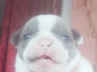 POFİDİK FRENCH BULLDOG KÖPEKLERİM