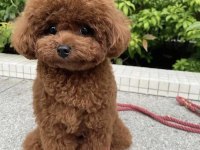 Poodle Koku Ve Tüy Dökümü Yapmaz