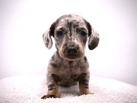 Dapple Dachshund (sosis köpek) Yavrular