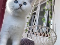 Kedimiz alice ailesini arıyor