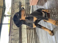 2 aylık safkan doberman