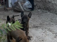 A kalite belçika kurdu yavrular