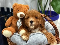 2 aylık poodle bebeğin yeni sahibi olmak ister misiniz