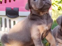 CANE CORSO YAVRULARI MÜKEMMEL ARAYANLARA
