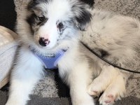 Türkiyenin en güvenilir çiftliğinden border collie