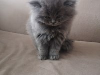 BRİTİSH SHORTHAİR KEDİMİZ BAŞLANGIÇ SETİ HEDİYELİ