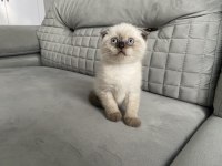 MAVİ GÖZLÜ A KALİTE SCOTTİSH FOLD