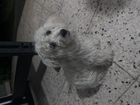 2-5 yaş arası malta cinsi köpeğimiz