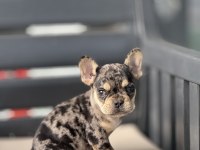 EGZOTİK FRENCH BULLDOG BEBEKLER