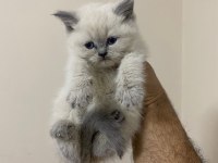 Teslime hazır british longhair pamuk yumağı minnoş
