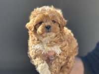 Show kalite kore maltipoo yavrularımız