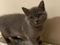 Safkan british shorthair gri