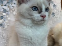 ŞECERELİ ANNE VE BABADAN SAFKAN RAGDOLL YAVRULAR