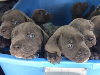 Mavi gözlü Blue cane corso bebekler erkek ve dişi