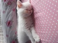 Exotic shorthair