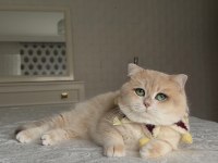 SAF KAN GOLDEN ŞECERELİ KEDİMİZ EŞ İLANI