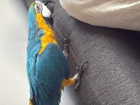 Sahibinden Macaw 8 Aylık