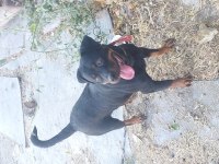 Dişi rottweiler