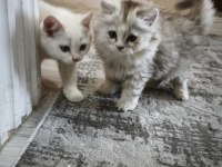 2 aylık dişi kedimiz