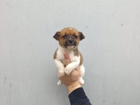 A kalite jack russell bebekler