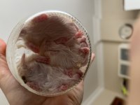 Yavru Teddy Bear Hamsterlar