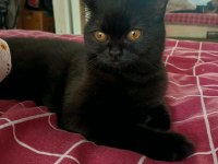 2 yaş çipli british shorthair