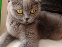 Sevimli British Shorthair Yavrular