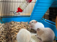Bebek Suriye Hamster