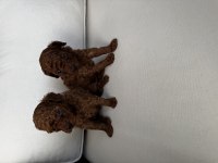 TOY POODLE (2-3 kiloyu kesinlikle geçmez)