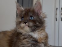 SAF KAN, LO ŞECERELİ DEV BOY KEDİLER 6 YILLIK TECRÜBE