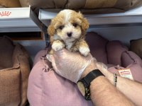 Biblo Gibi Maltipoo Yavrularımız