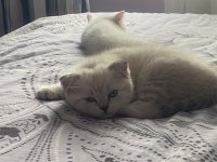 Tatlı yumurcaklar scottish fold
