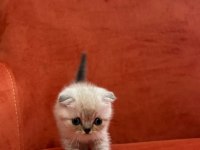 PAMUK GİBİ MASMAVİ GÖZLÜ ÇOK SEVECEN BRİTİSH