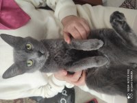 Russian blue kızıma güvenilir aile 18 aylık