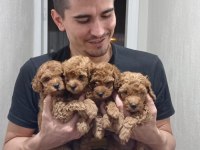 Toy Poodle Yavrularımız Ömürlük Aileleri Bekliyor