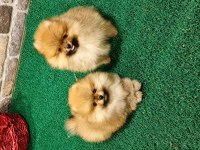 Son İki Erkek Ayı Surat Pomeranian Yavrularımız