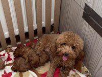 EN TATLI POODLE BEBEKLER